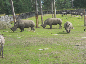 Фото Белый носорог