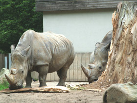 Фото Белый носорог