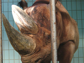 Фото Чёрный носорог