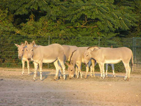 Смотреть фото Сомалийский осёл Фото Сомалийский осёл