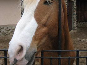 Смотреть фото Домашние лошади Фото Домашние лошади