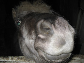 Домашние лошади Домашние лошади