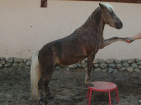 Смотреть фото Домашние лошади Фото Домашние лошади