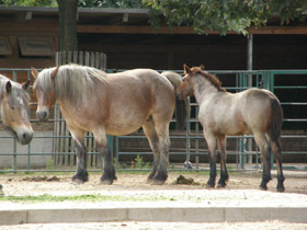 Смотреть фото Домашние лошади Фото Домашние лошади