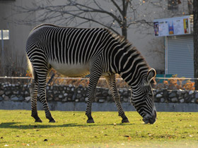 Фото Зебра Греви