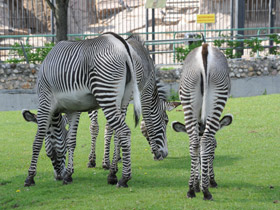 Фото Зебра Греви