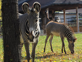 Фото Зебра Греви
