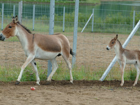 Смотреть фото Кианг Фото Кианг
