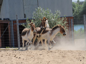 Смотреть фото Кианг Фото Кианг