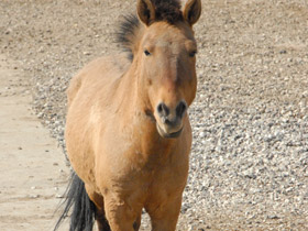 Фото Лошадь Пржевальского