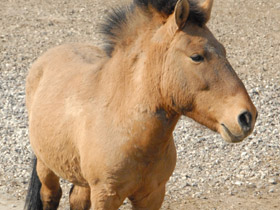 Фото Лошадь Пржевальского
