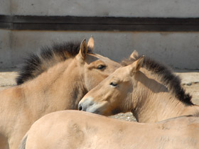 Фото Лошадь Пржевальского