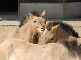 Фото Лошадь Пржевальского