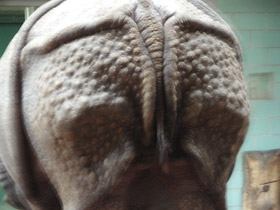 Смотреть фото Индийский, или панцирный носорог Фото Индийский, или панцирный носорог