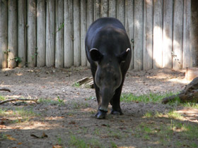 Фото Тапир Бэрда