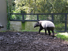 Смотреть фото Чепрачный тапир Фото Чепрачный тапир