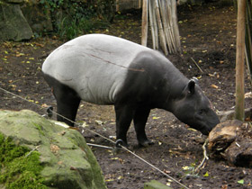 Смотреть фото Чепрачный тапир Фото Чепрачный тапир