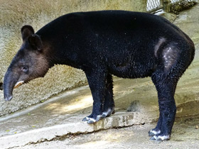 Смотреть фото Горный тапир Фото Горный тапир