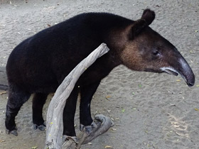 Смотреть фото Горный тапир Фото Горный тапир
