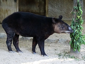 Смотреть фото Горный тапир Фото Горный тапир