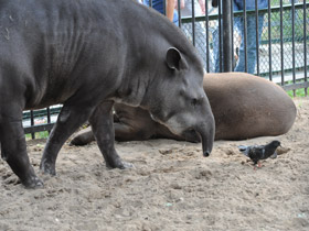 Смотреть фото Равнинный тапир Фото Равнинный тапир