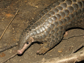 Смотреть фото Панголин: робкий ящер Фото Панголин: робкий ящер