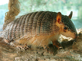 Смотреть фото Длинноволосый броненосец Фото Длинноволосый броненосец