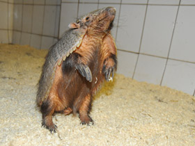 Смотреть фото Щетинистый броненосец Фото Щетинистый броненосец