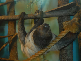 Смотреть фото Двупалый ленивец Фото Двупалый ленивец