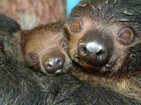 Смотреть фото Двупалый ленивец Фото Двупалый ленивец