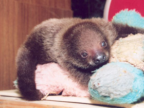 Смотреть фото Двупалый ленивец Фото Двупалый ленивец