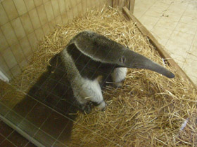 Смотреть фото Самый длинный язык у животных Фото Самый длинный язык у животных