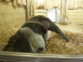 Фото Гигантский муравьед