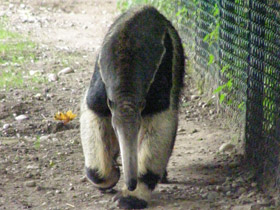 Фото Гигантский муравьед