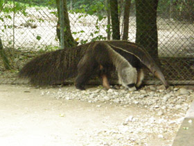 Фото Гигантский муравьед