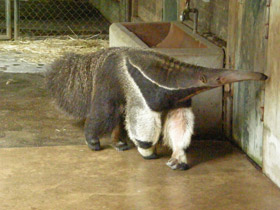 Фото Гигантский муравьед