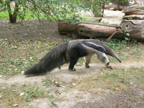 Фото Гигантский муравьед