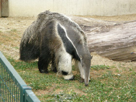 Фото Гигантский муравьед