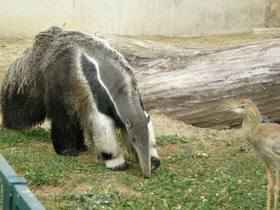 Фото Гигантский муравьед