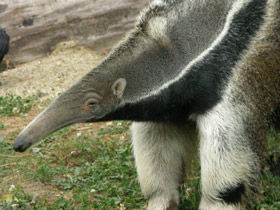Фото Гигантский муравьед