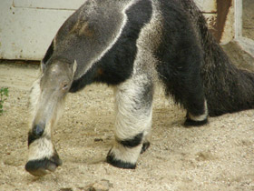Фото Гигантский муравьед