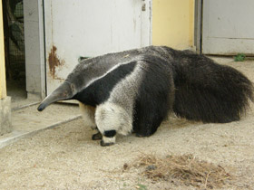 Фото Гигантский муравьед