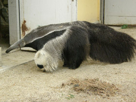Фото Гигантский муравьед