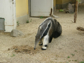 Фото Гигантский муравьед