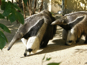 Фото Гигантский муравьед