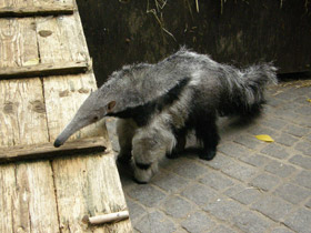 Фото Гигантский муравьед