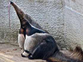 Фото Гигантский муравьед