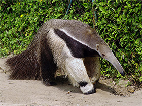 Фото Гигантский муравьед