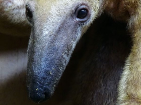 Фото Четырёхпалый муравьед