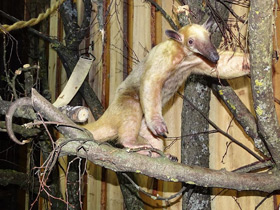 Фото Четырёхпалый муравьед